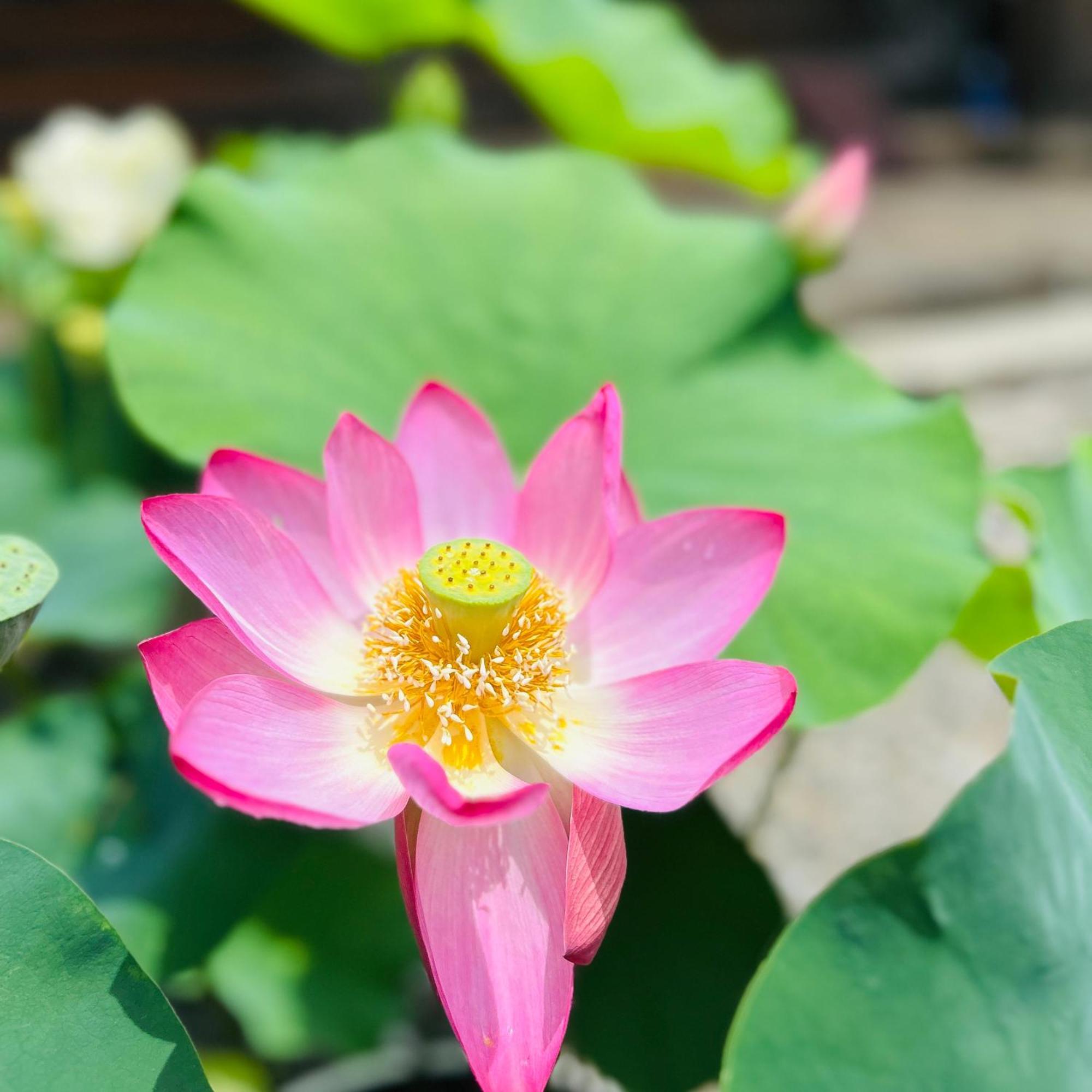 湖北 寺の宿-去-来-現ko-Rai-Gen Nagahama  Ngoại thất bức ảnh